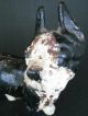 Rare Antique Boston Terrier Puppy Dog Solid Figure Cast Iron Hubley Doorstop Metalware photo 1