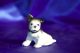 Vintage Iron Hubley Boston Terrier Bulldog Bully Pitbull Puppy Dog Paperweight Metalware photo 1