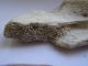Ancient Egyptian 1290 B.  C.  Clay Pot & Bone Fragments From Ramesseum Egyptian photo 7