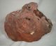 Antique Japanese Bronze Lion Signed Glass Eyes With Wood Base Metalware photo 8