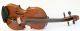 Old Italian Violin D.  Busani 1780 Geige Violon Violino Violine Fiddle String photo 1