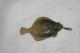 Rare Celluloid Antique Flounder Tape Measure Figural,  Novelty Tools, Scissors & Measures photo 1