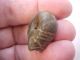 Ancient Chinese Jade Bead Looks Like A Curled Dragon Vg, Far Eastern photo 9