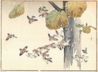 Haruna Kinzan 1903 Koban Woodblock Print Birds And Flowers - Sparrows photo