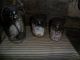 Primitive Early Look Needfuls - Pantry Jars 4 Ur Cupboard,  String,  Soap,  Beans Primitives photo 4