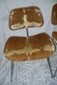 Rare Limited Charles Eames Pair Chairs Herman Miller Cowhide Slunk Slink Mid-Century Modernism photo 1