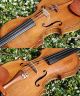 Antique Czech Violin By Willy Kostler,  Graslitz. ,  Mature Sound. String photo 9