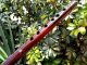 Andean Pro - Tuned Kena Flute Indigenous Native American Style Wood Flute Latin American photo 2