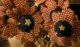 Gathering Of Primitive Handmade Americana Sunflowers On Twigs Primitives photo 2