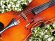 Antique Czech Violin By Richard Gareis,  Bleistadt.  Quality Tone String photo 9