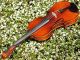 Antique Czech Violin By Richard Gareis,  Bleistadt.  Quality Tone String photo 6