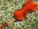 Antique Czech Violin By Richard Gareis,  Bleistadt.  Quality Tone String photo 7