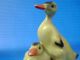 Vintage Porcelain Hungarian Aquincum Cute Duck Paar Handpainted Marked Figurines photo 7