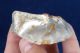 British Large Stone Age Neolithic Discoid Scraper From Dorset England Neolithic & Paleolithic photo 4