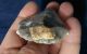 British Attractive Large Neolithic End Scraper From Dorset England Neolithic & Paleolithic photo 1