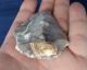 British Attractive Large Neolithic End Scraper From Dorset England Neolithic & Paleolithic photo 8
