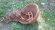 Antique Cast Iron Cow/pig Drinking Bowl Automatic Water Bowl - Farm Primitive Primitives photo 2