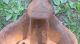Antique Cast Iron Cow/pig Drinking Bowl Automatic Water Bowl - Farm Primitive Primitives photo 5