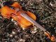 Fine Antique Czech Violin - L.  Herclik 1925.  Setup,  Strong Sound. String photo 4
