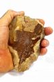 Neanderthal Hand Axe Flint Stone Paleolithic Artifact Neolithic & Paleolithic photo 4