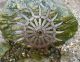 John Deere Spiked Metal Hoe/cultivator Wheel Lawn Garden Industrial Steampunk Primitives photo 1