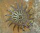 John Deere Spiked Metal Hoe/cultivator Wheel Lawn Garden Industrial Steampunk Primitives photo 3