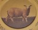Wood Lamb Plate/tray Primitive/french Country Farm Barn Decor Mustard & Brown Primitives photo 1