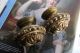 French Antique C.  1900 Ornate Bronze Finials Interior Finishing Metalware photo 1