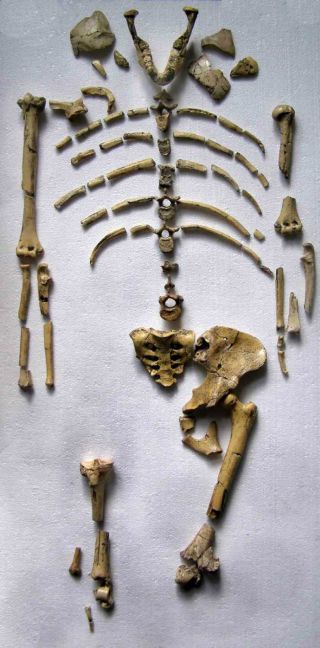 Complete Lucy Find - Australopithecus Afarensis,  3.  2 Mil.  Years - Replica photo