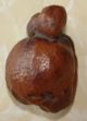 Egyptian Fossilized Fruit ? Egyptian photo 8