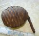 Egyptian Fossilized Pinecone? Egyptian photo 6