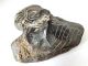 Large Bone Roman Applique Of A Man Circa 1st - 4th Century Ad British photo 2