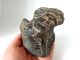 Large Bone Roman Applique Of A Man Circa 1st - 4th Century Ad British photo 4