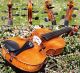 Fine Antique Czech Violin By Josef Lidl,  After Ruggeri.  Quality Build & Tone String photo 2