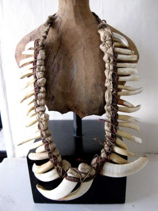Antique Papua Guinea Teeth Tusk Necklaces Display photo