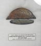 Rare Wood - Handle Ulu Knife From St.  Lawrence Island - Museum Grade - Pre - Contact The Americas photo 1