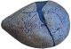 Cast Of The Lamp Of Grotte De La Mouthe Neolithic & Paleolithic photo 1