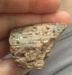 Ancient Near East.  Cuneiform Clay Tablet Fragment - Circa 2000 B.  C. Near Eastern photo 2