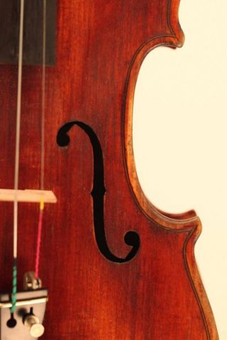 Old Violin Labeled Pistucci Anno 1905 Geige Violon Violino Viola Violine Italian photo