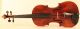 Old Violin Labeled Pistucci Anno 1905 Geige Violon Violino Viola Violine Italian String photo 1