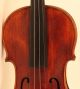Old Violin Labeled Pistucci Anno 1905 Geige Violon Violino Viola Violine Italian String photo 4