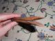 Two Matching 18th To Early 19th Century Clothing Pins Southern Pine W Tin Wrap Primitives photo 2