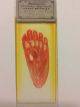 Antique Microscope Slide Of Foetal Foot,  Made By A.  C.  Cole,  1880 Microscopes & Lab Equipment photo 1