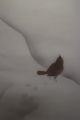 Makuri 829 Cute Little Sparrow In Snow Japanese Antique Item Paintings & Scrolls photo 1