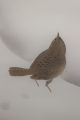 Makuri 829 Cute Little Sparrow In Snow Japanese Antique Item Paintings & Scrolls photo 2