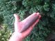 Fine Quality Pick Bannerstone Arrowheads Indian Artifacts Rocks & Minerals Spear Primitives photo 4