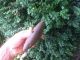 Fine Quality Pick Bannerstone Arrowheads Indian Artifacts Rocks & Minerals Spear Primitives photo 5