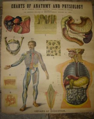 C1909 W & Ak Johnston ' S Charts Of Anatomy And Physiology Organs Of Digestion photo