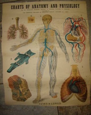 C1909 W & Ak Johnston ' S Charts Of Anatomy And Physiology Veins And Lungs photo
