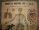C1909 W & Ak Johnston ' S Charts Of Anatomy And Physiology Veins And Lungs Other Medical Antiques photo 1